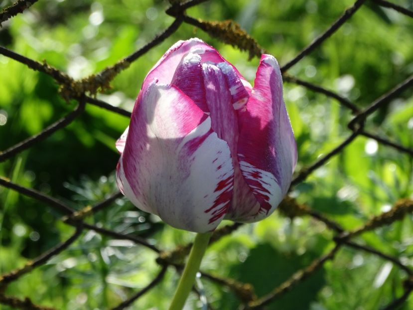  - Plante in gradina 2018