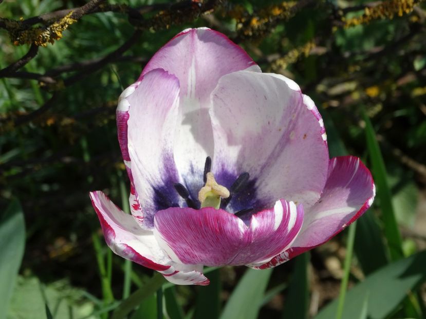  - Plante in gradina 2018