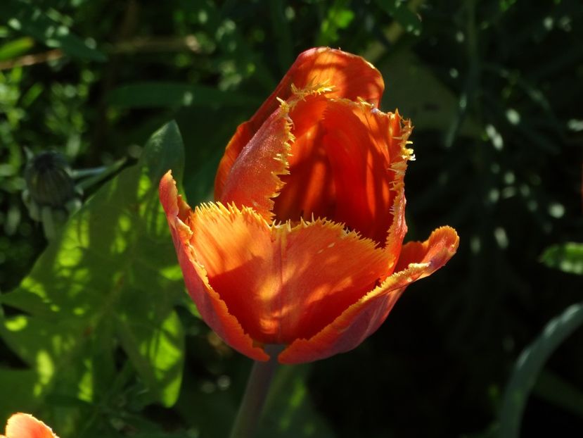  - Plante in gradina 2018