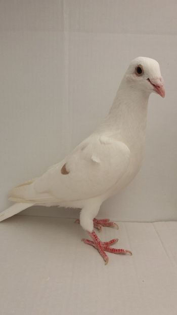 M 2017 vandut - De! voiajori vanduti