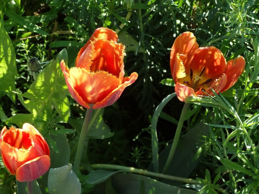  - Plante in gradina 2018