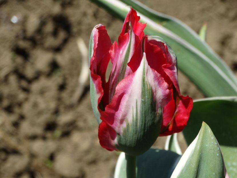  - Plante in gradina 2018