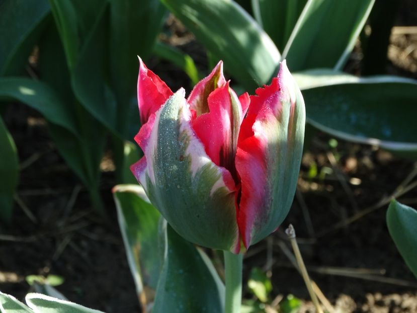  - Plante in gradina 2018