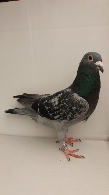 M 2017 vandut - De! voiajori vanduti