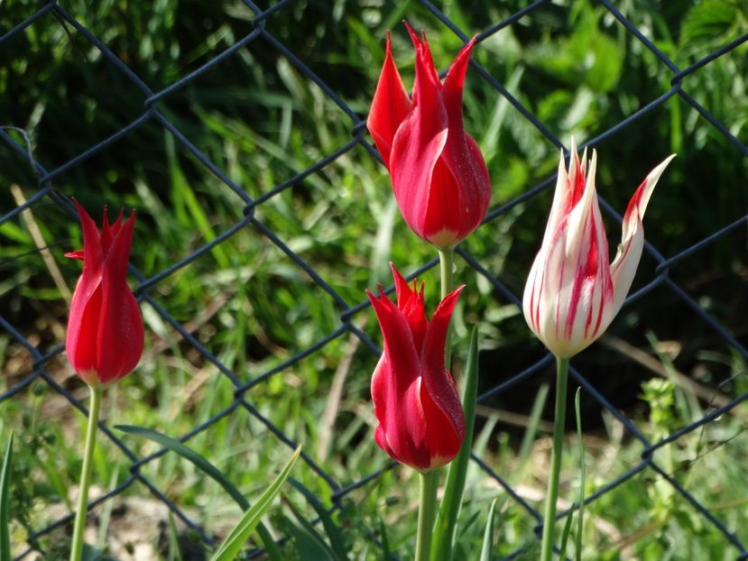  - Plante in gradina 2018