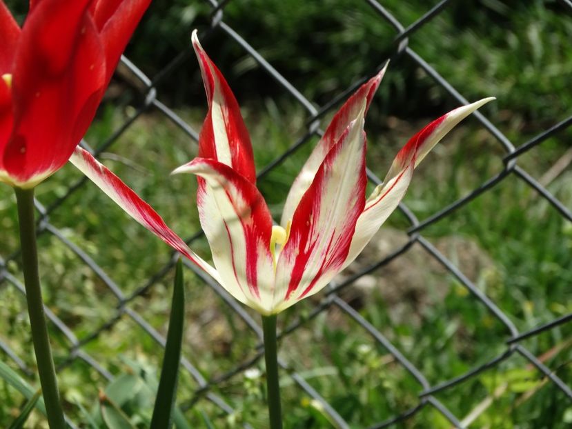  - Plante in gradina 2018