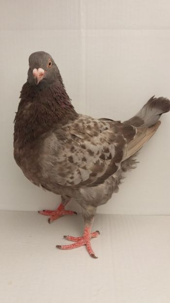 F 2017 vanduta - De vanzare kingi