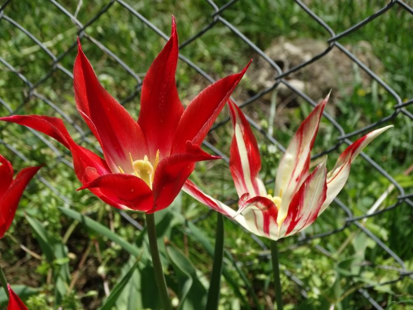  - Plante in gradina 2018