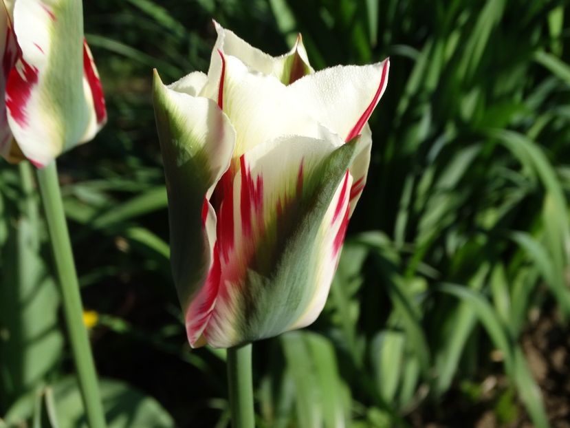  - Plante in gradina 2018