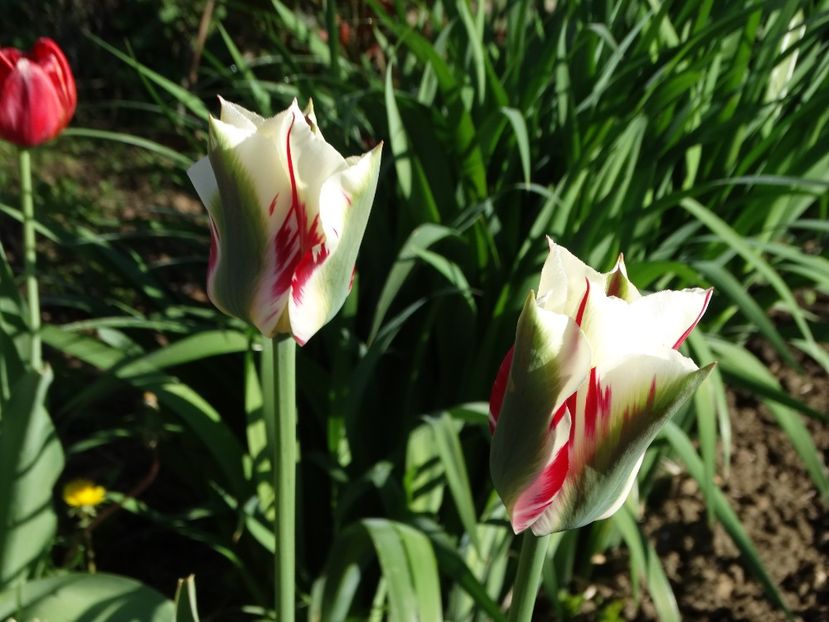  - Plante in gradina 2018