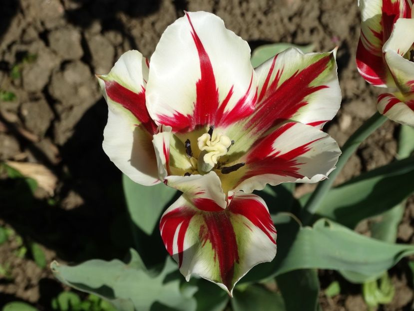 - Plante in gradina 2018