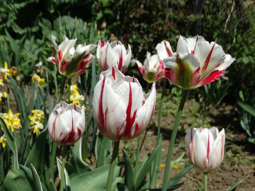  - Plante in gradina 2018