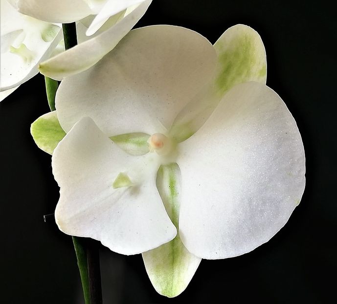  - Phalaenopsis 1