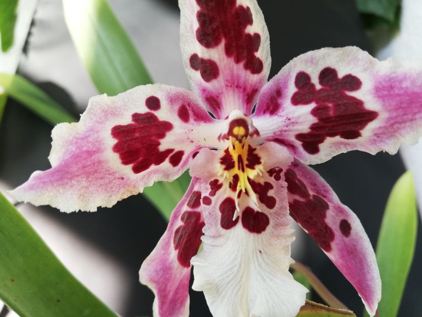  - Odontoglossum