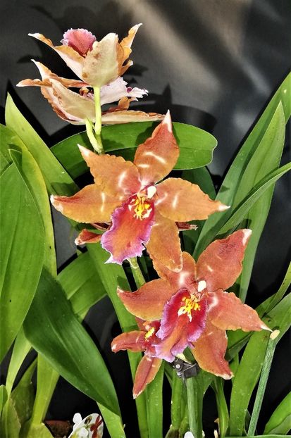  - Odontocidium