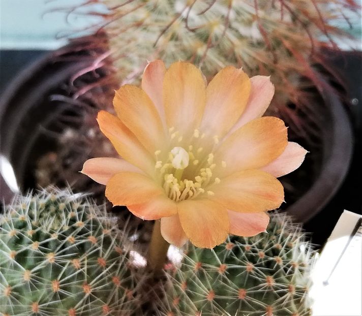  - Cactusi si suculente