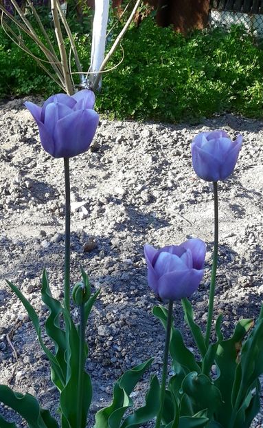  - zz Grădina de acasă