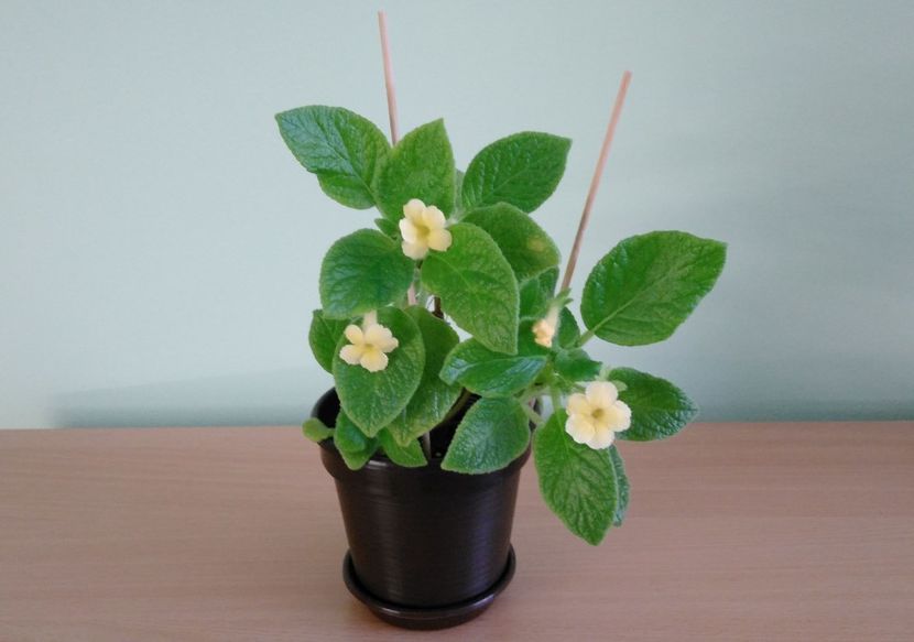  - Episcia 2017 - 2018