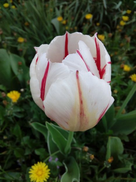  - AAAAA_LALELE 2016_2017_2018_2019