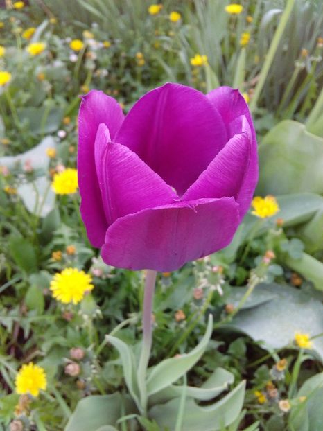  - AAAAA_LALELE 2016_2017_2018_2019