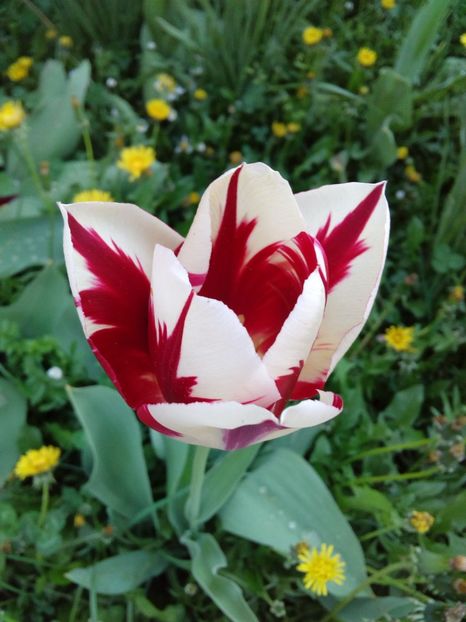  - AAAAA_LALELE 2016_2017_2018_2019