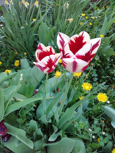  - AAAAA_LALELE 2016_2017_2018_2019