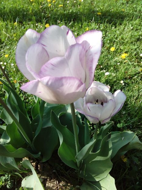  - AAAAA_LALELE 2016_2017_2018_2019