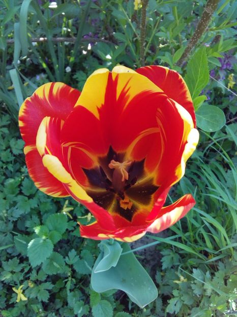  - AAAAA_LALELE 2016_2017_2018_2019