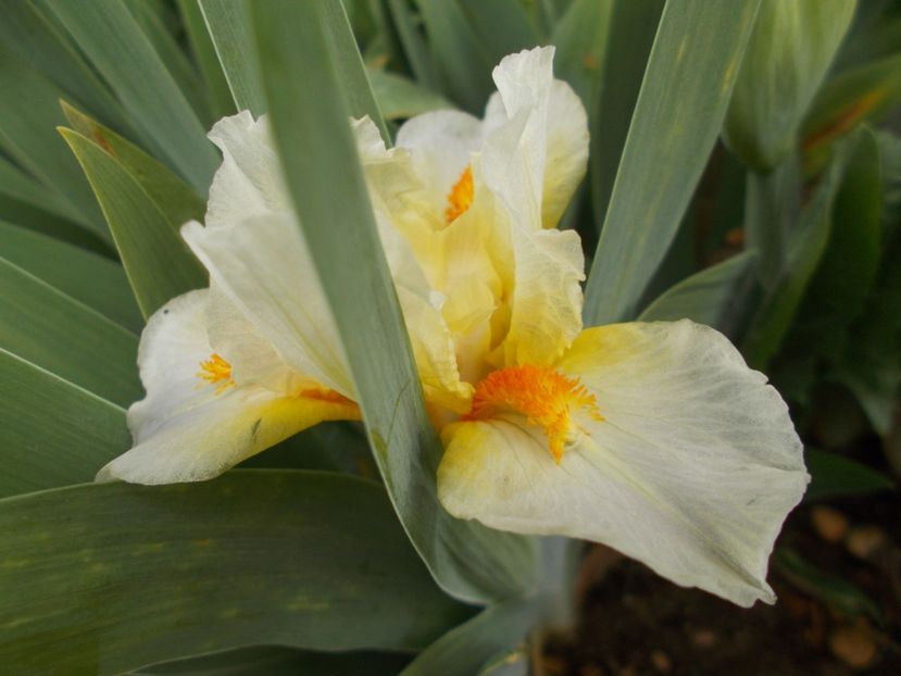  - Irisi-2018 Pumila si Barbata Nana