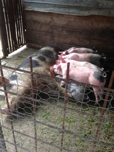  - Purcei 2017-2018-2019-2020