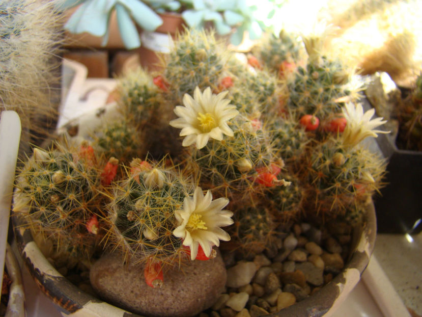 Mammillaria prolifera v. texana - 2018