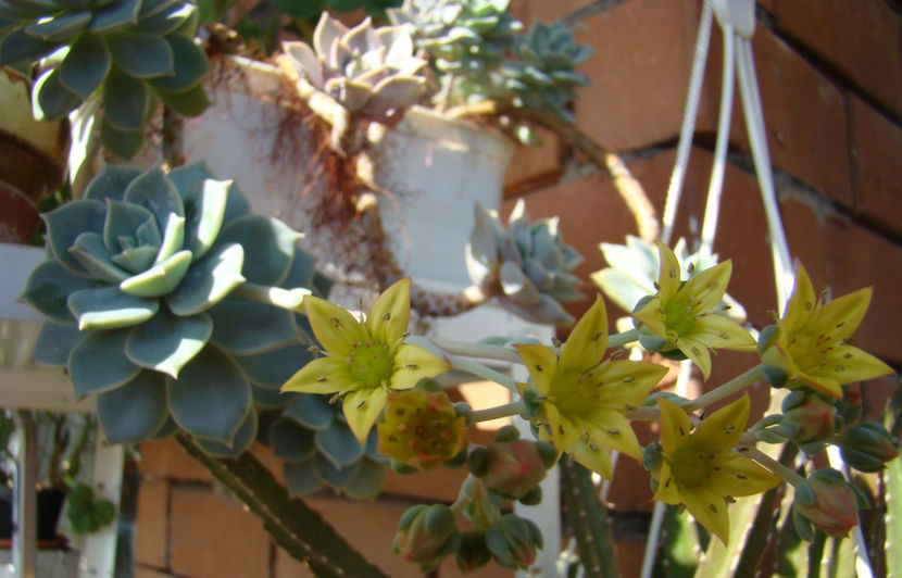 Graptoveria titubans - 2018