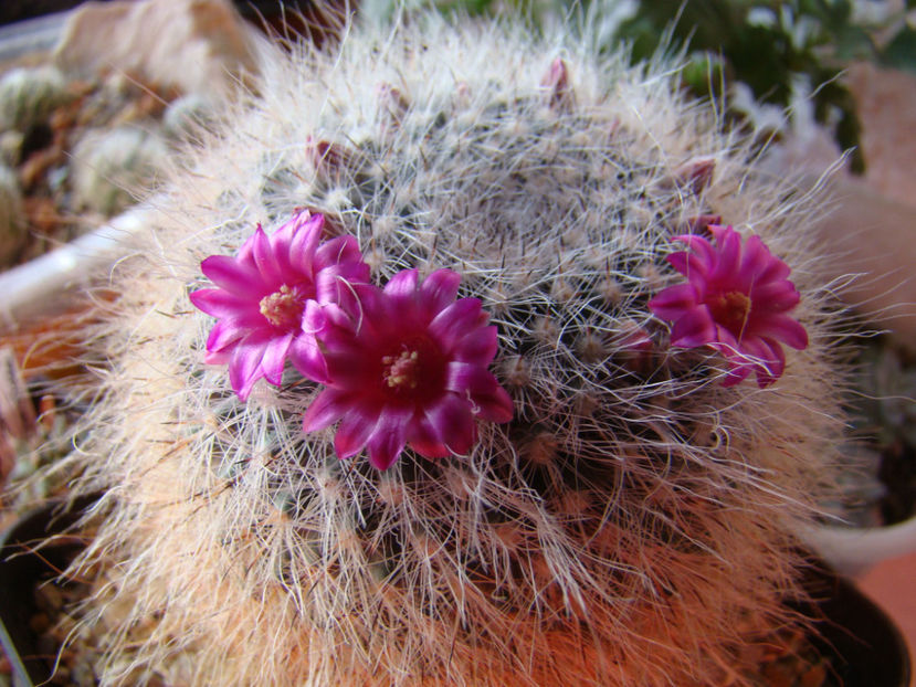 mammillaria hahniana - 2018
