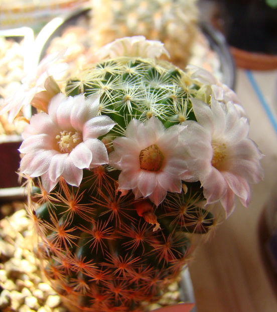 Mammillaria shiedeana - 2018