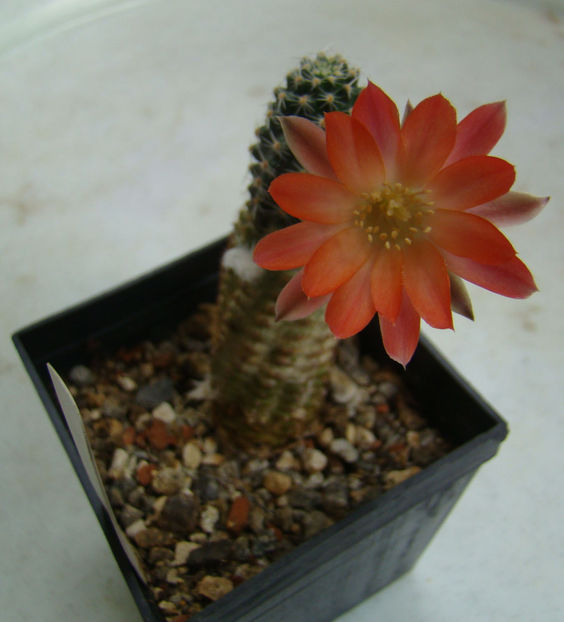 mediolobivia pygmaea v.orurensis - 2018