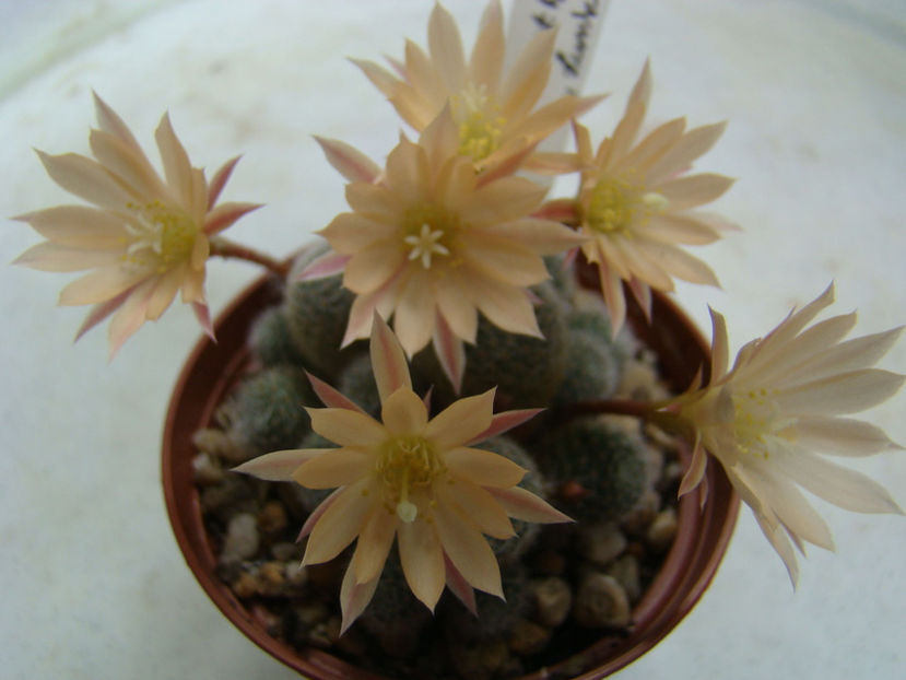 Aylostera cv.Sunrise - 2018