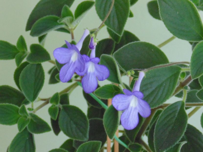 Flori Streptocarpella mov - 1- 2-Disponibile - plante de vanzare doar pentru bucuresteni 2020