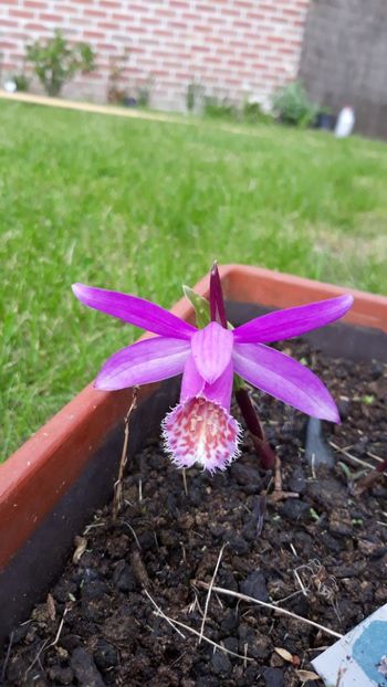 Pleione formosana - B-florile mele 2018