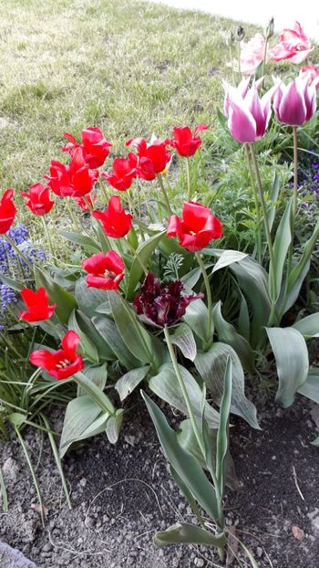 IMG-20180419-WA0014 - B-florile mele 2018