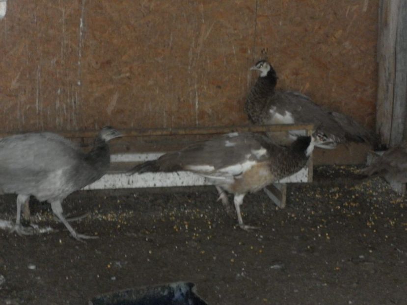 received_1467128946743772 - P--Pauni Arlechin Purpura