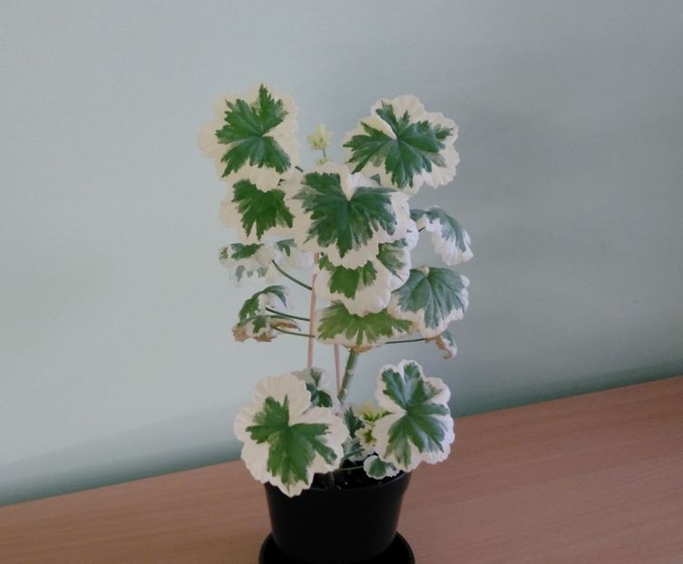 Pelargonium Wilhelm Langguth (sin. Caroline Schmidt) - Muscate 2017 - 2018