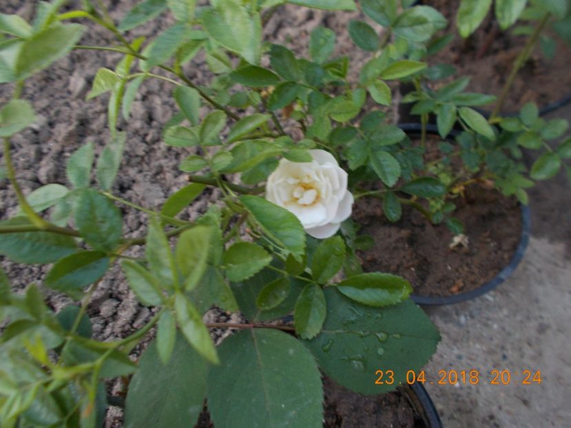 morsdag - TRANDAFIRI 2018