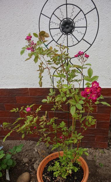 A stat la ghiveci, la adapost, peste iarnă - Aprilie