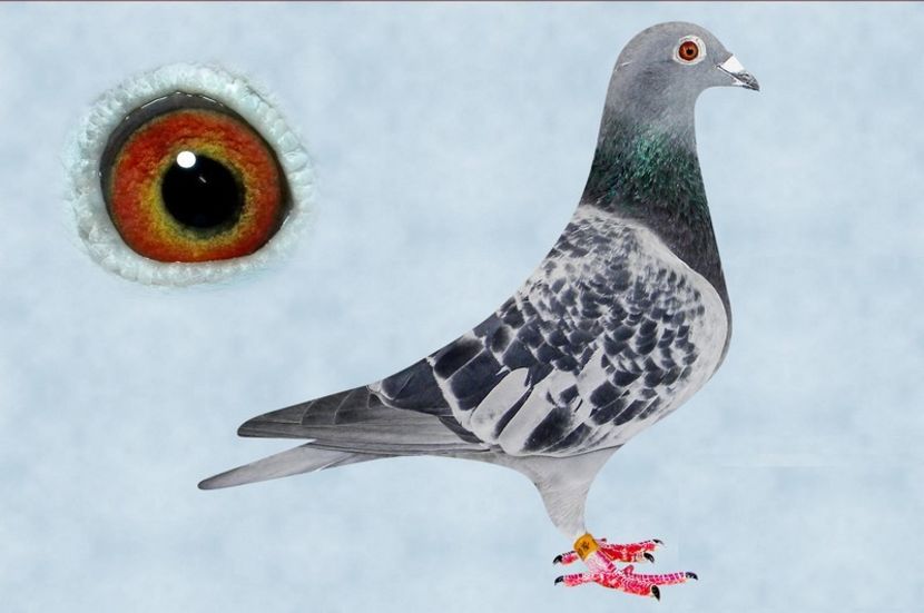 DV-00507-14-233 - Achizitii - 2018 - matca