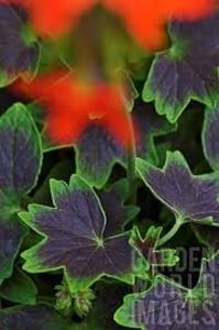 purple heart -frunze - provizoriu