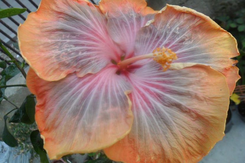  - Tahitian Purple Riple