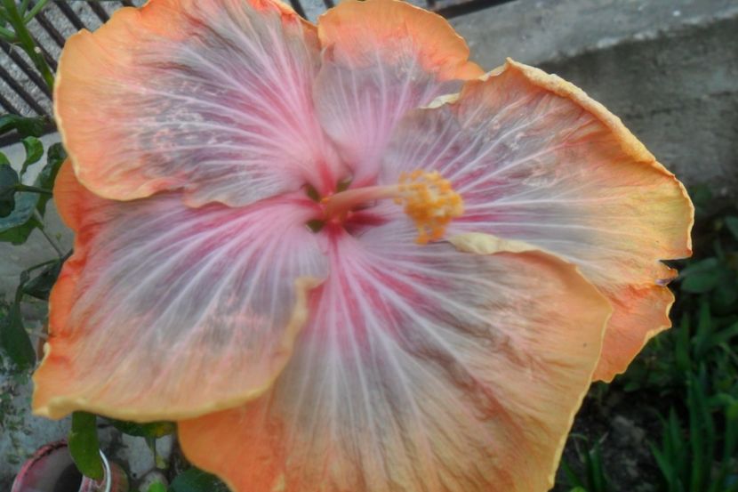  - Tahitian Purple Riple