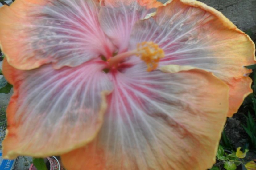  - Tahitian Purple Riple
