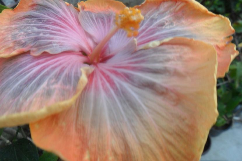  - Tahitian Purple Riple