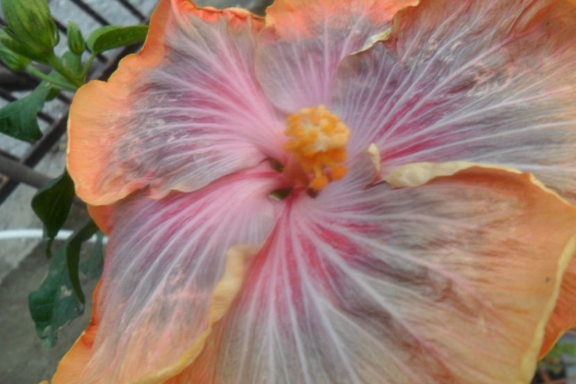  - Tahitian Purple Riple